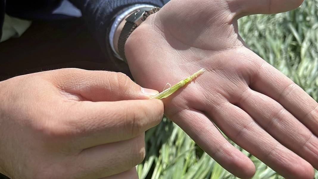 Tarımda tarihin en büyük felaketi yaşanıyor! Meyve, sebze fiyatlarında rekor artış yaşanacak 16